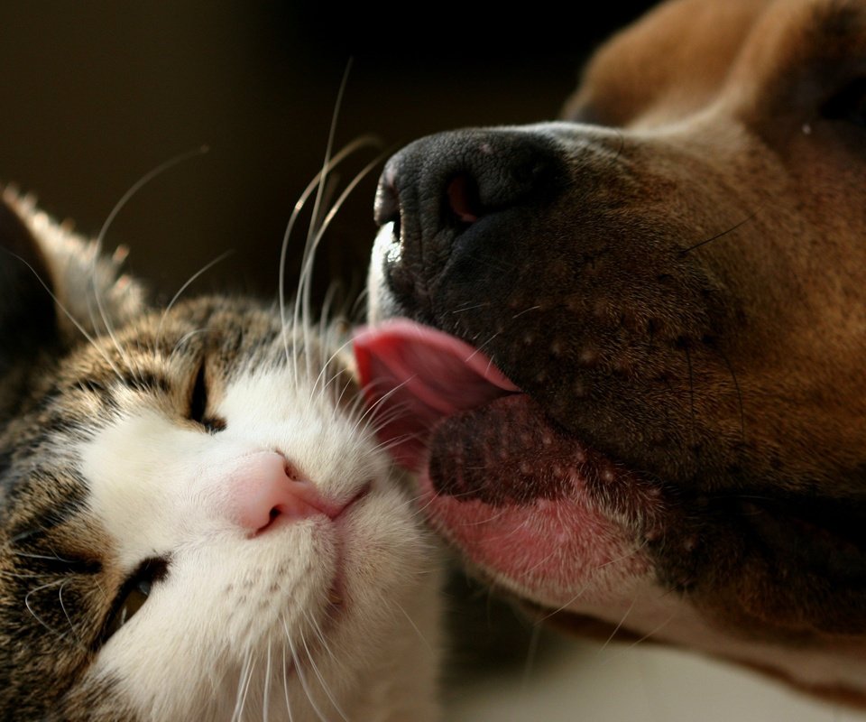 Обои животные, кошка, собака, язык, дружба, поцелуй, любвь, animals, cat, dog, language, friendship, kiss, love разрешение 2560x1600 Загрузить