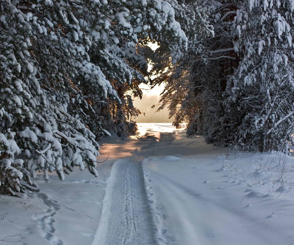 Обои снег, лес, хвоя, зима, тропа, snow, forest, needles, winter, trail разрешение 1920x1080 Загрузить