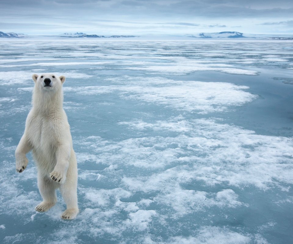 Обои снег, полярный медведь, медведь, лёд, белый медведь, snow, polar bear, bear, ice разрешение 1920x1200 Загрузить