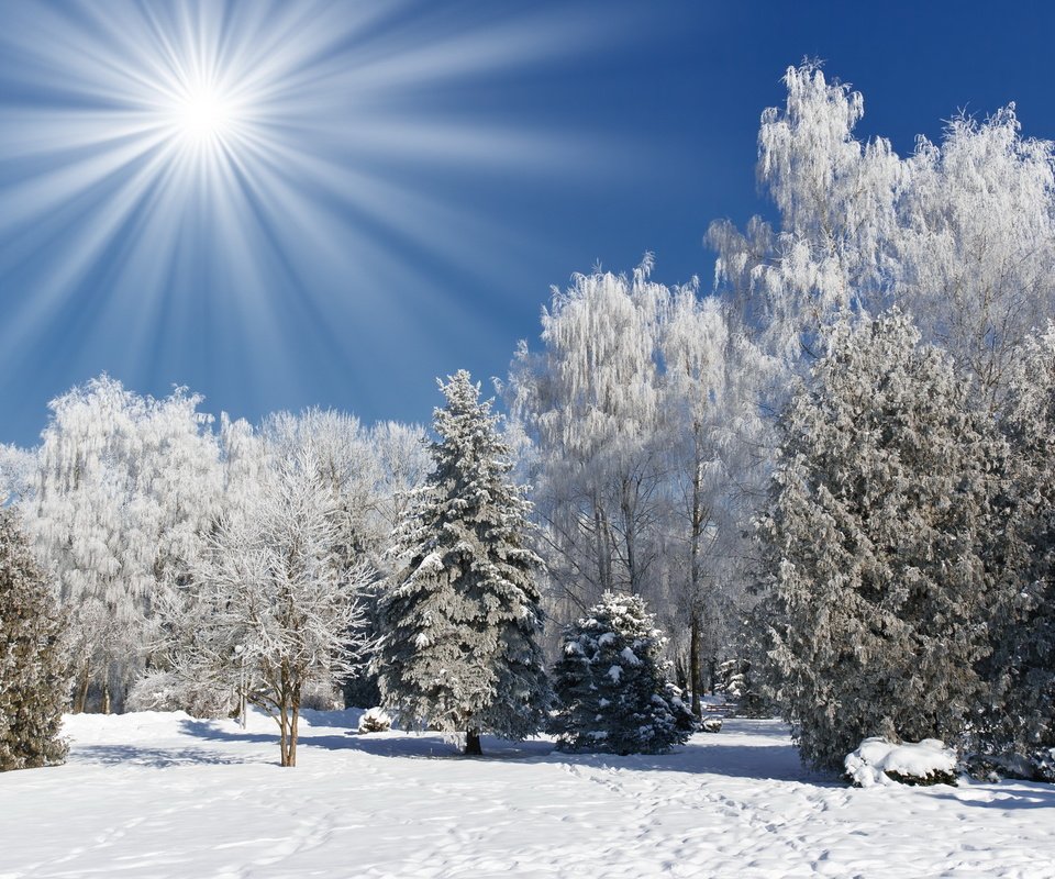 Обои небо, деревья, снег, лес, зима, пейзаж, солнечные лучи, the sky, trees, snow, forest, winter, landscape, the sun's rays разрешение 1920x1200 Загрузить