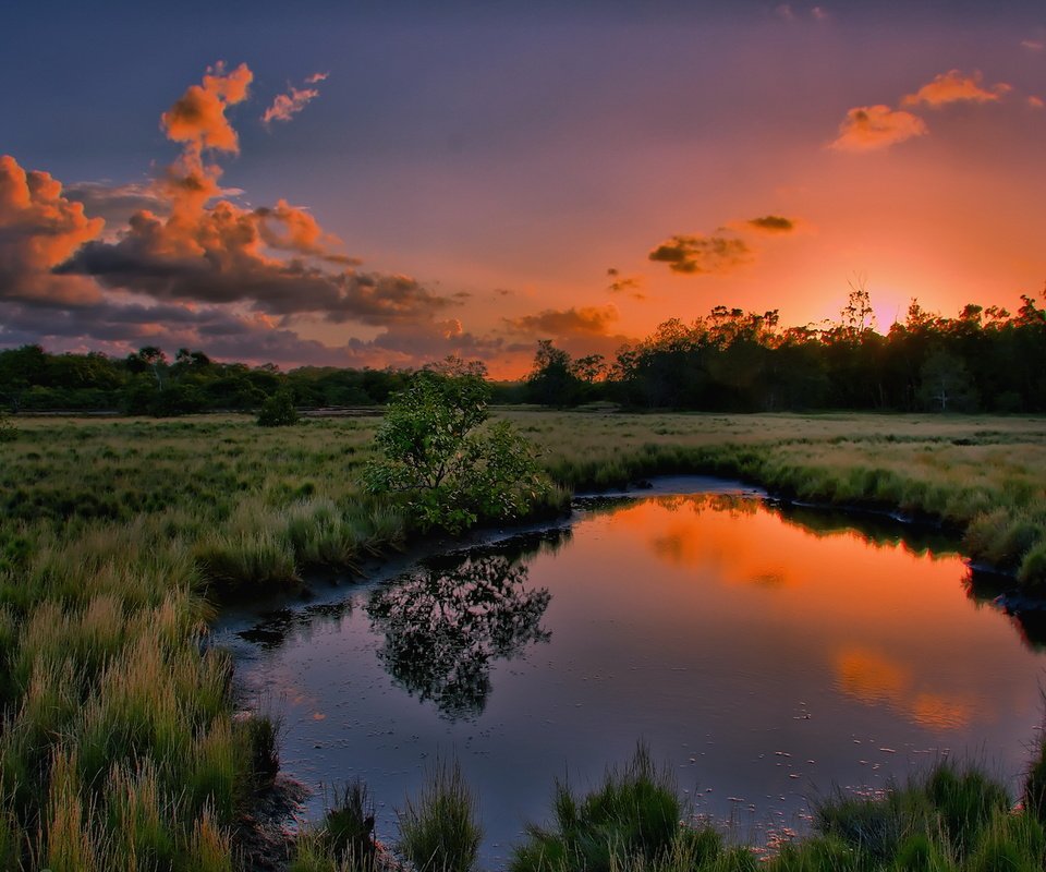 Обои трава, вода, природа, дерево, закат, отражение, лужа, grass, water, nature, tree, sunset, reflection, puddle разрешение 1920x1200 Загрузить