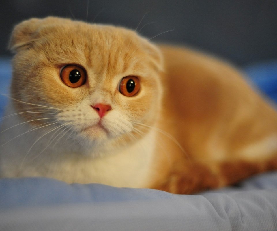 Обои рыжий кот, шотландская вислоухая кошка, red cat, scottish fold cat разрешение 1920x1200 Загрузить