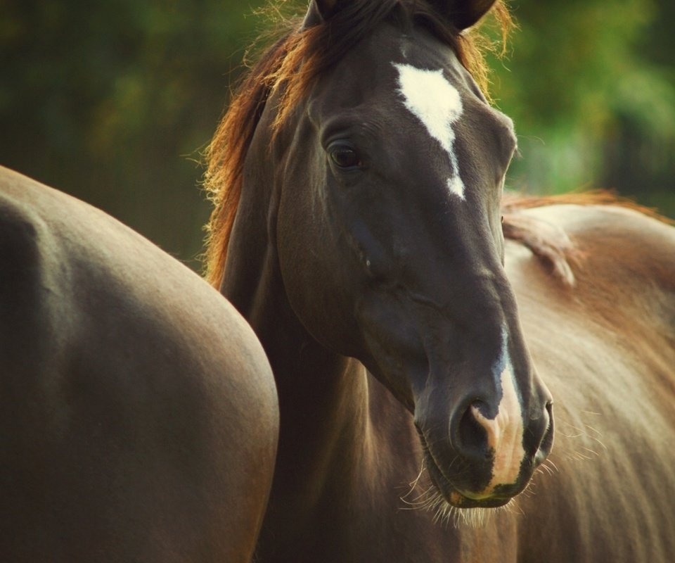 Обои глаза, лошади, грива, окрас, eyes, horse, mane, color разрешение 1920x1280 Загрузить