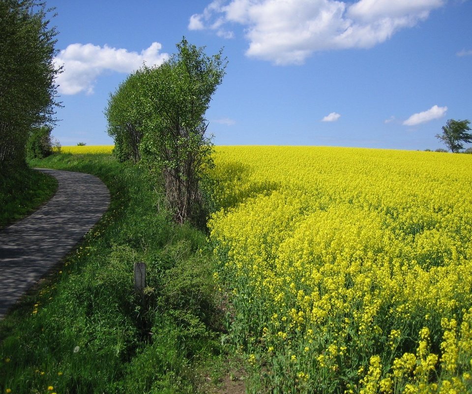 Обои небо, цветы, деревья, дорожка, поле, горизонт, луг, рапс, the sky, flowers, trees, track, field, horizon, meadow, rape разрешение 2048x1536 Загрузить