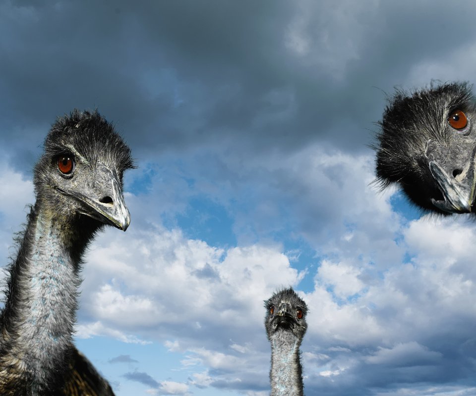 Обои небо, облака, птицы, страусы, страус, the sky, clouds, birds, ostriches, ostrich разрешение 2560x1600 Загрузить