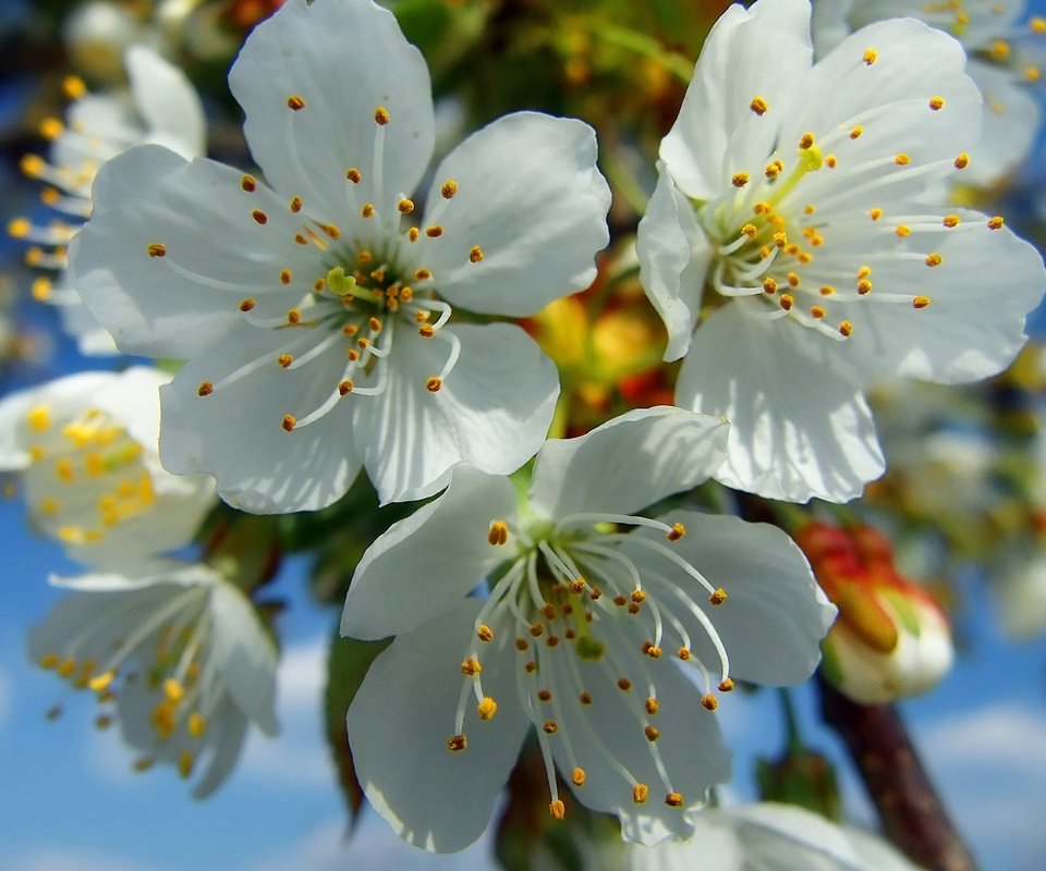 Обои цветение, весна, вишня, белые, flowering, spring, cherry, white разрешение 1920x1200 Загрузить