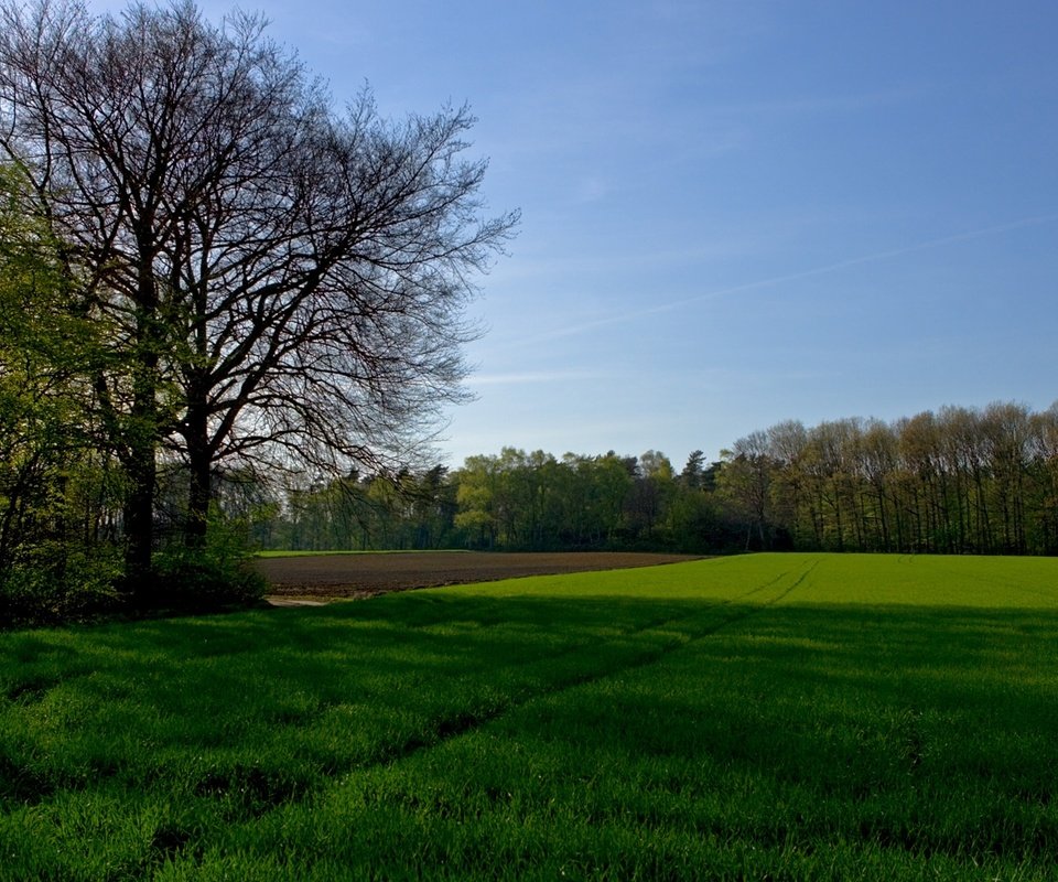 Обои небо, трава, деревья, поле, the sky, grass, trees, field разрешение 1920x1080 Загрузить