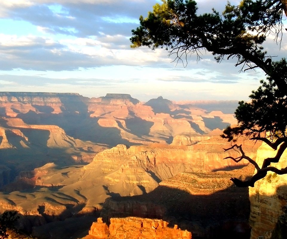 Обои дерево, день, каньон, высота, тени, солнечный свет, tree, day, canyon, height, shadows, sunlight разрешение 1920x1080 Загрузить