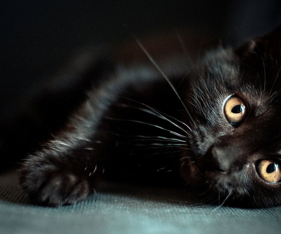 Обои кот, усы, лапы, кошка, взгляд, черный, животное, cat, mustache, paws, look, black, animal разрешение 1920x1080 Загрузить