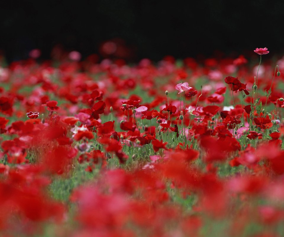 Обои цветы, бутоны, поле, лепестки, красные, маки, розовые, flowers, buds, field, petals, red, maki, pink разрешение 2560x1920 Загрузить