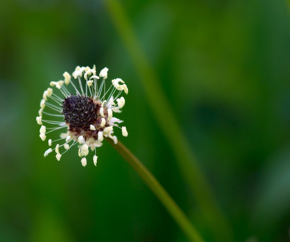 Обои природа, цветок, размытость, стебель, подорожник, nature, flower, blur, stem, plantain разрешение 2560x1600 Загрузить