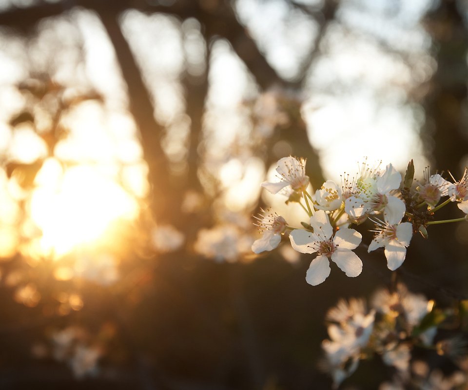 Обои природа, цветение, ветки, размытость, весна, nature, flowering, branches, blur, spring разрешение 1920x1200 Загрузить