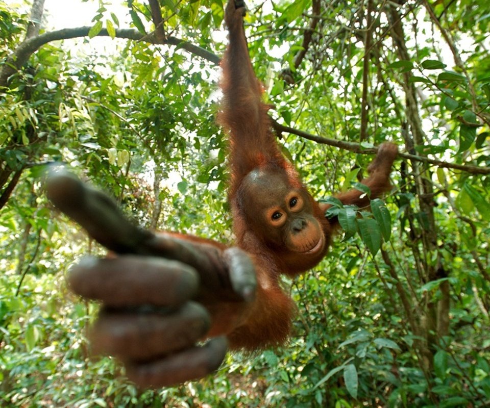 Обои природа, обезьяна, орангутан, nature, monkey, orangutan разрешение 1900x1265 Загрузить