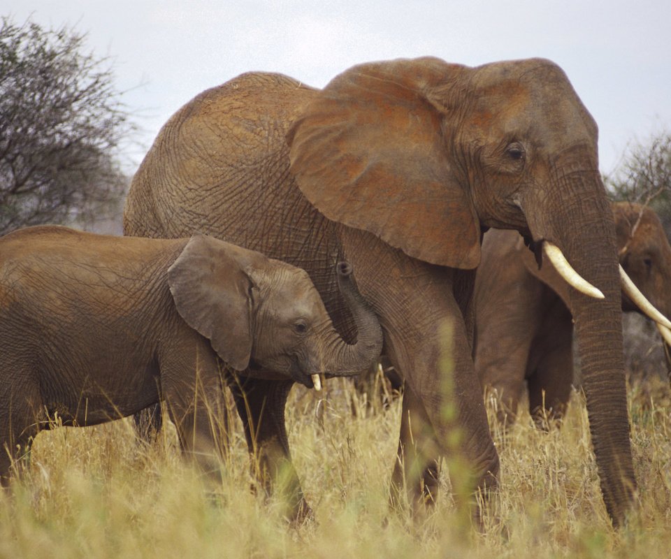 Обои слоны, elephants разрешение 1920x1200 Загрузить