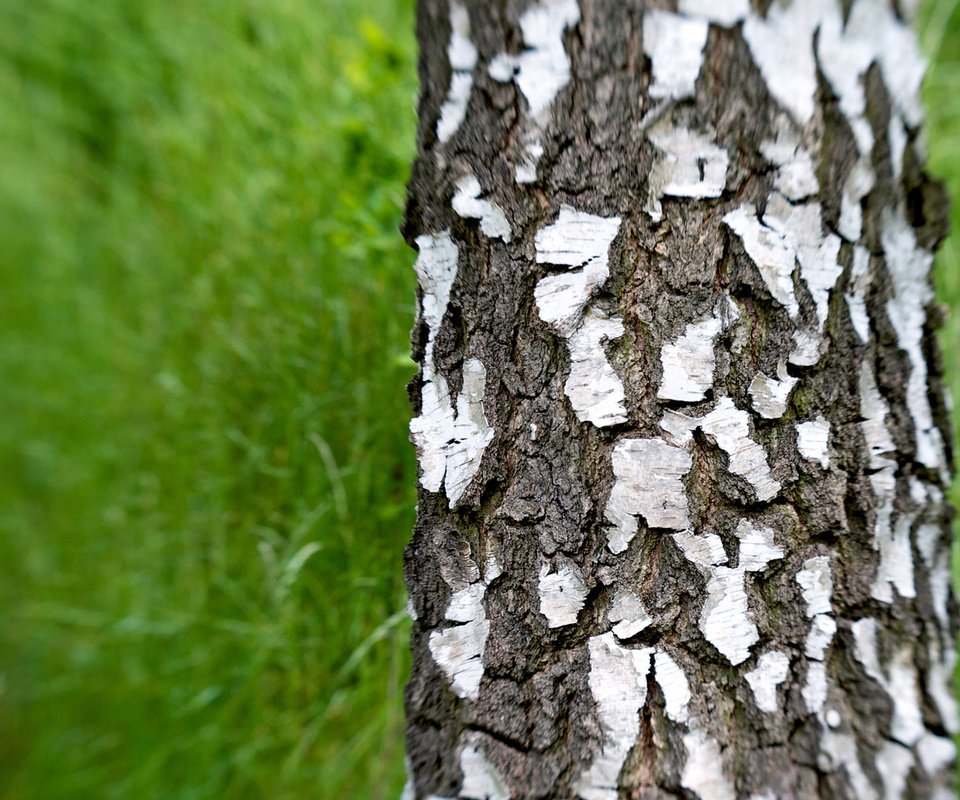 Обои трава, зелень, береза, grass, greens, birch разрешение 1920x1080 Загрузить