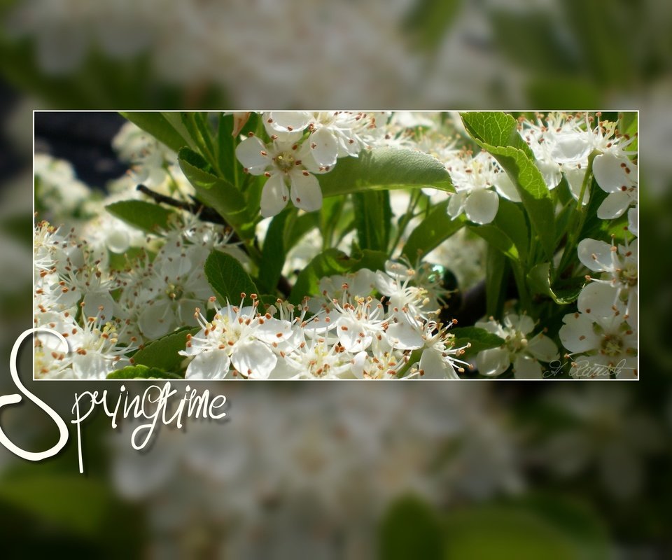 Обои цветение, весна, белые цветы, flowering, spring, white flowers разрешение 2560x1600 Загрузить