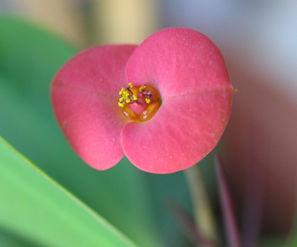 Обои макро, цветок, красный, молочай, молочай миля, macro, flower, red, euphorbia разрешение 1920x1200 Загрузить