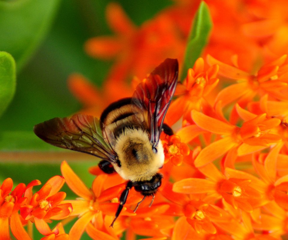 Обои насекомое, цветок, крылья, пчела, опыление, цветы природа, insect, flower, wings, bee, pollination, flowers nature разрешение 1920x1200 Загрузить