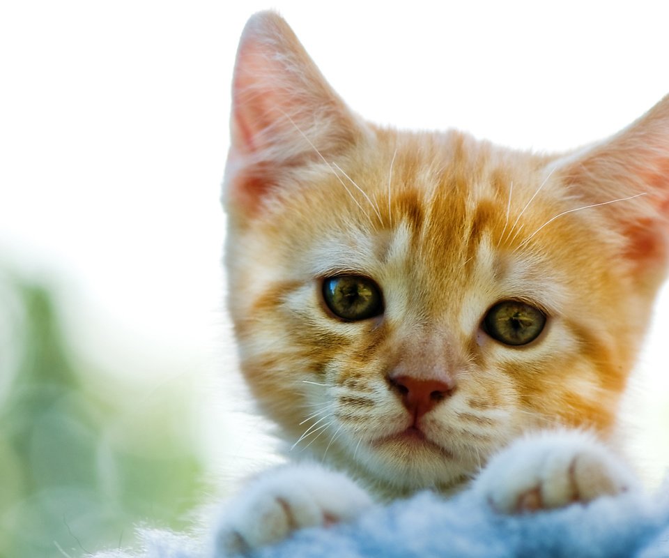 Обои кот, усы, кошка, котенок, рыжий, cat, mustache, kitty, red разрешение 2560x1600 Загрузить