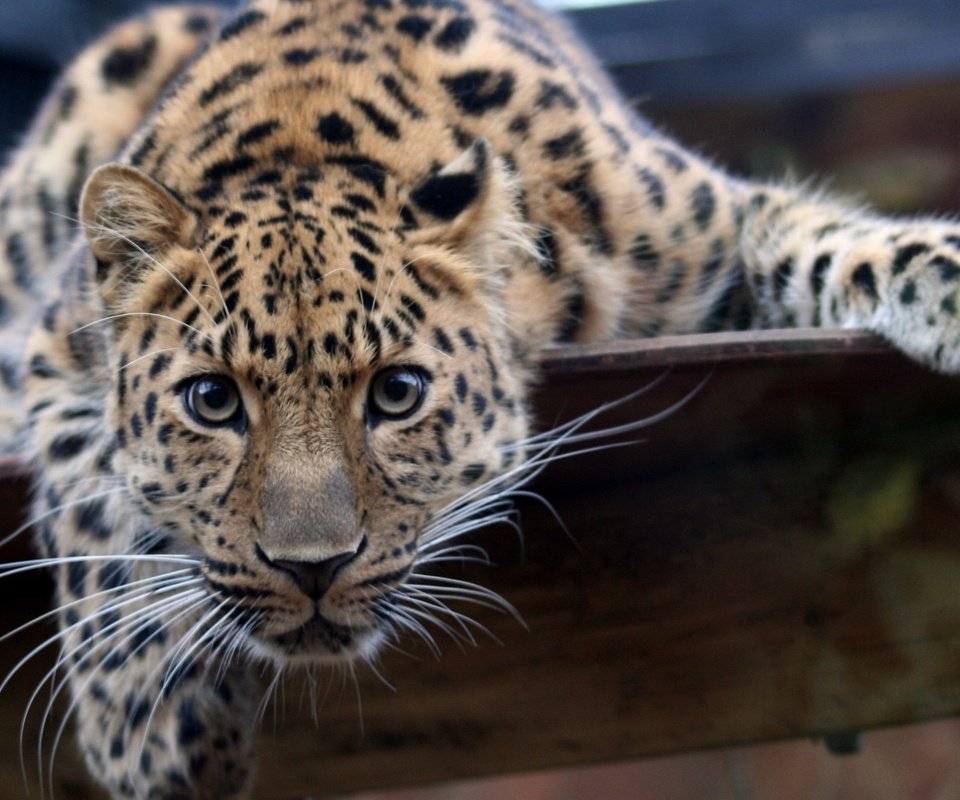 Обои усы, кошка, леопард, хищник, mustache, cat, leopard, predator разрешение 2560x1600 Загрузить