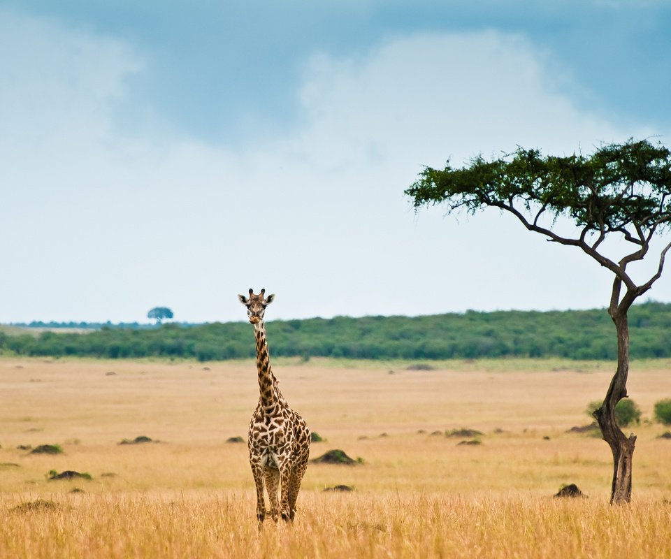 Обои африка, жираф, саванна, africa, giraffe, savannah разрешение 2560x1700 Загрузить