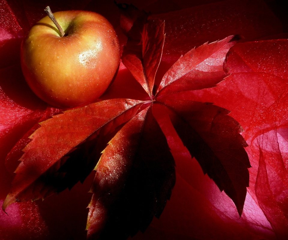 Обои красный, лист, фрукт, яблоко, краcный, натюрморт, эппл, red, sheet, fruit, apple, still life разрешение 2560x1580 Загрузить
