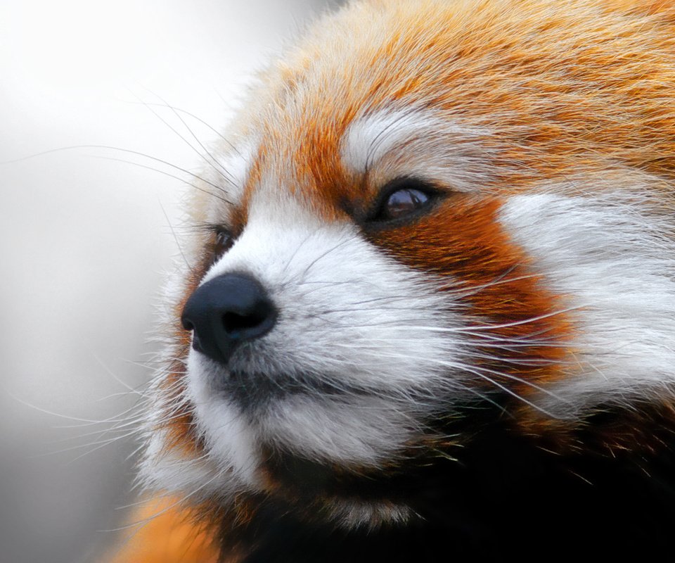 Обои смотрит, панда, фаерфокс, красная панда, малая панда, looks, panda, firefox, red panda разрешение 1920x1280 Загрузить