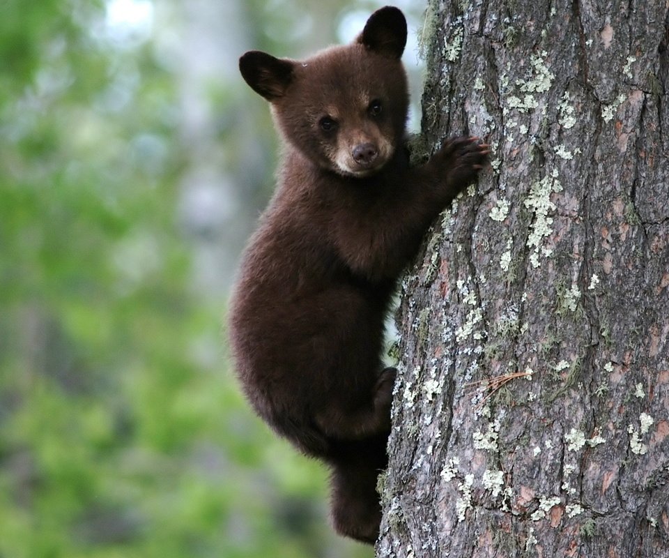 Обои мишка, на дереве, бурый, медвеженок, bear, on the tree, brown разрешение 1920x1080 Загрузить