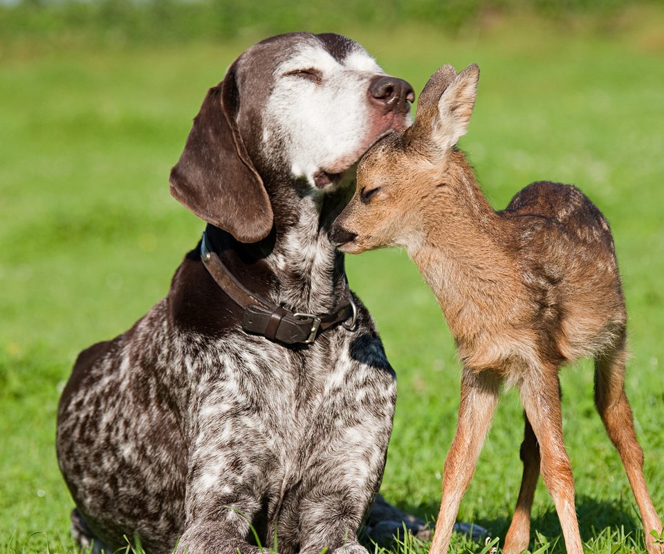 Обои собака, дружба, олененок, dog, friendship, fawn разрешение 1920x1080 Загрузить