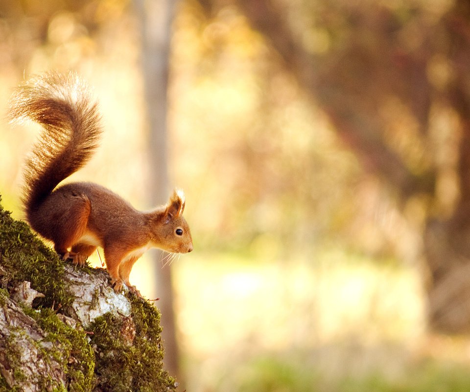 Обои свет, природа, дерево, лес, белка, боке, белочка,     дерево, light, nature, tree, forest, protein, bokeh, squirrel разрешение 2560x1600 Загрузить