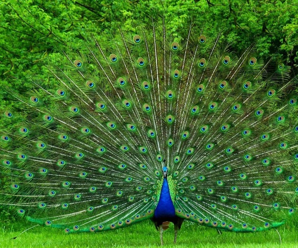 Обои птица, павлин, красивый, хвост, яркий, большой, bird, peacock, beautiful, tail, bright, large разрешение 1920x1280 Загрузить