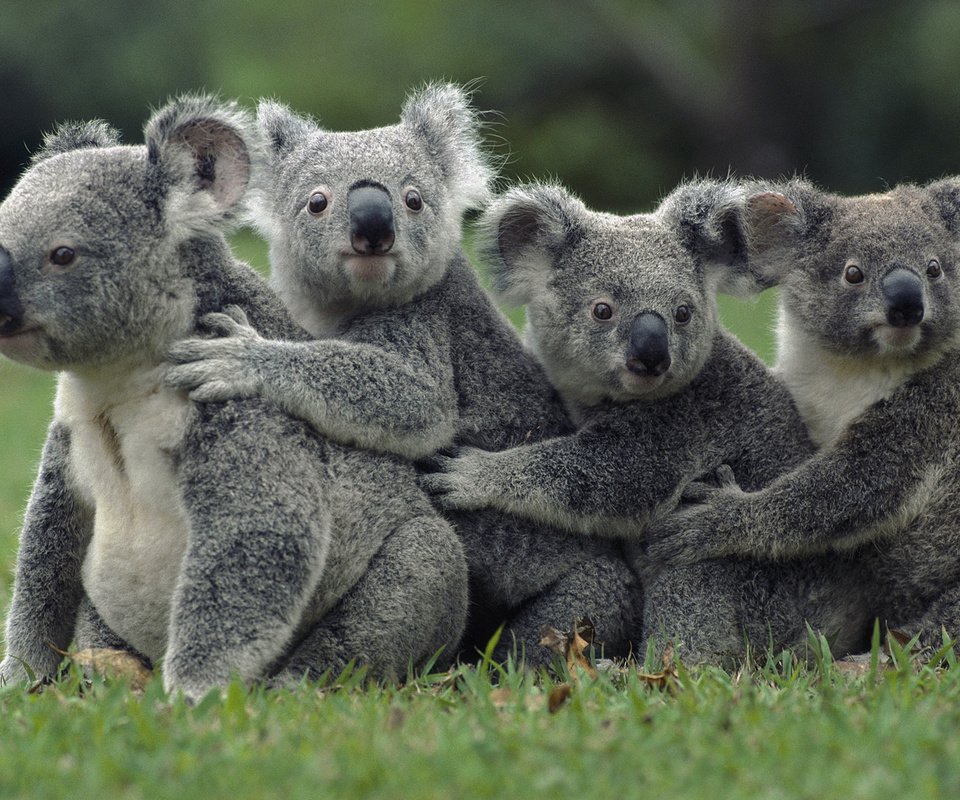 Обои трава, природа, животные, коала, сумчатые медведи, животно е, grass, nature, animals, koala, marsupials bears разрешение 1920x1080 Загрузить