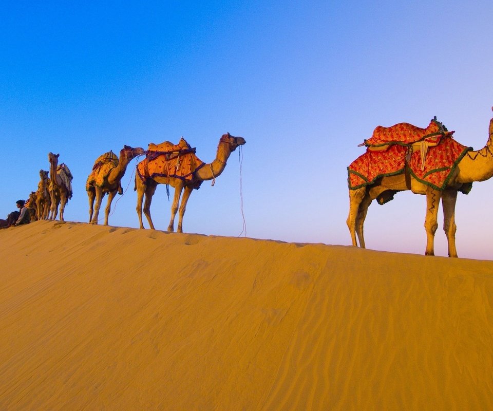 Обои пустыня, караван, верблюды, desert, caravan, camels разрешение 1920x1080 Загрузить