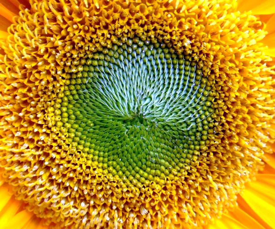 Обои подсолнух, sunflower разрешение 2560x1600 Загрузить