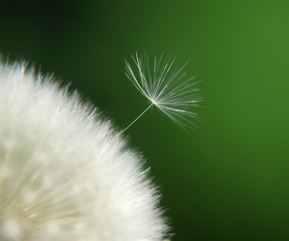 Обои цветок, одуванчик, пух, пушинки, былинки, flower, dandelion, fluff, fuzzes, blade разрешение 1920x1200 Загрузить