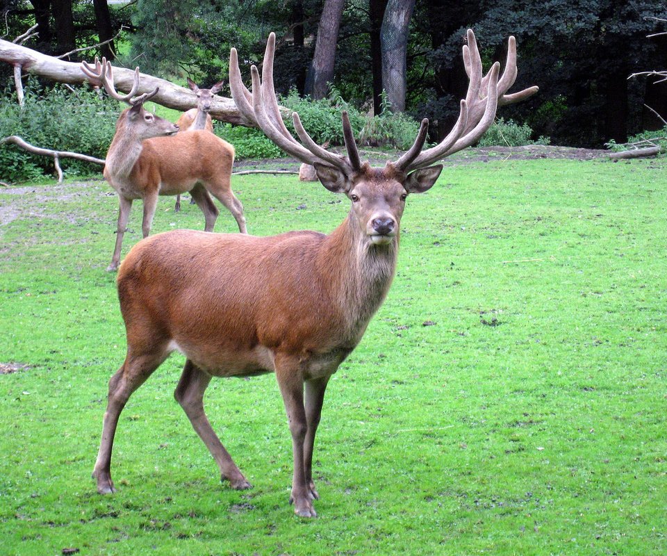 Обои трава, природа, олень, рога, олени, благородный олень, grass, nature, deer, horns, red deer разрешение 1920x1440 Загрузить