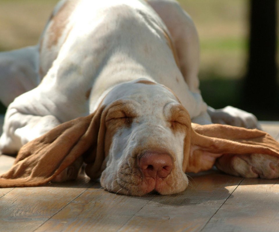 Обои морда, сон, собака, уши, бассет, бассет-хаунд, face, sleep, dog, ears, bassett, the basset hound разрешение 1920x1200 Загрузить