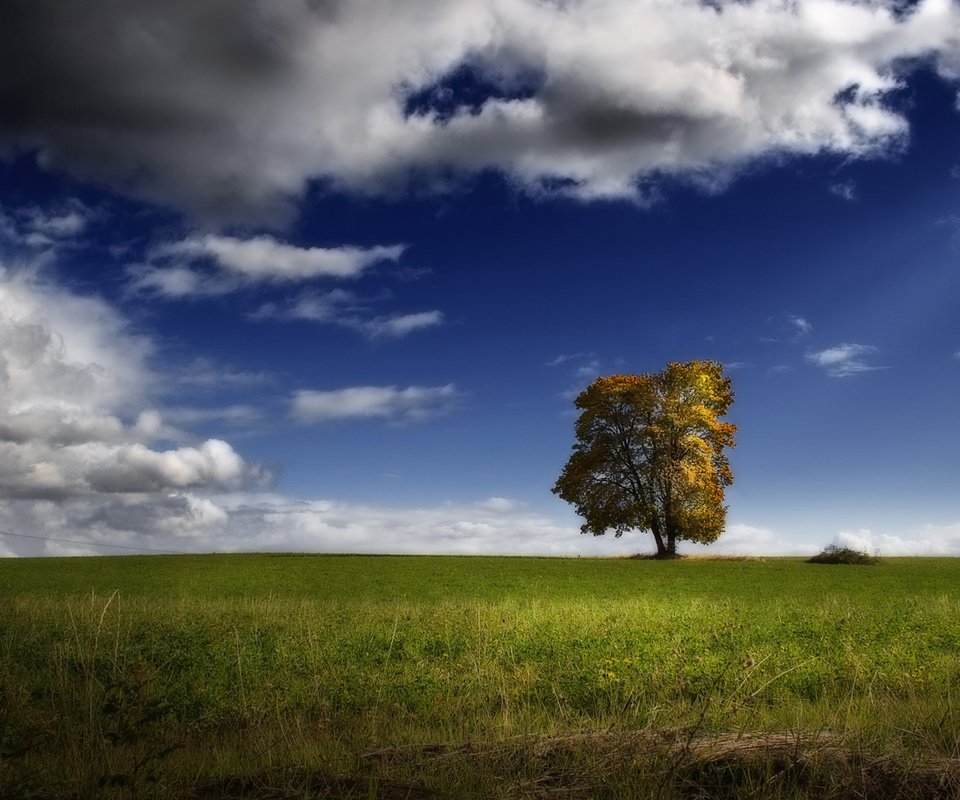 Обои небо, облака, дерево, пейзаж, поле, the sky, clouds, tree, landscape, field разрешение 1920x1080 Загрузить