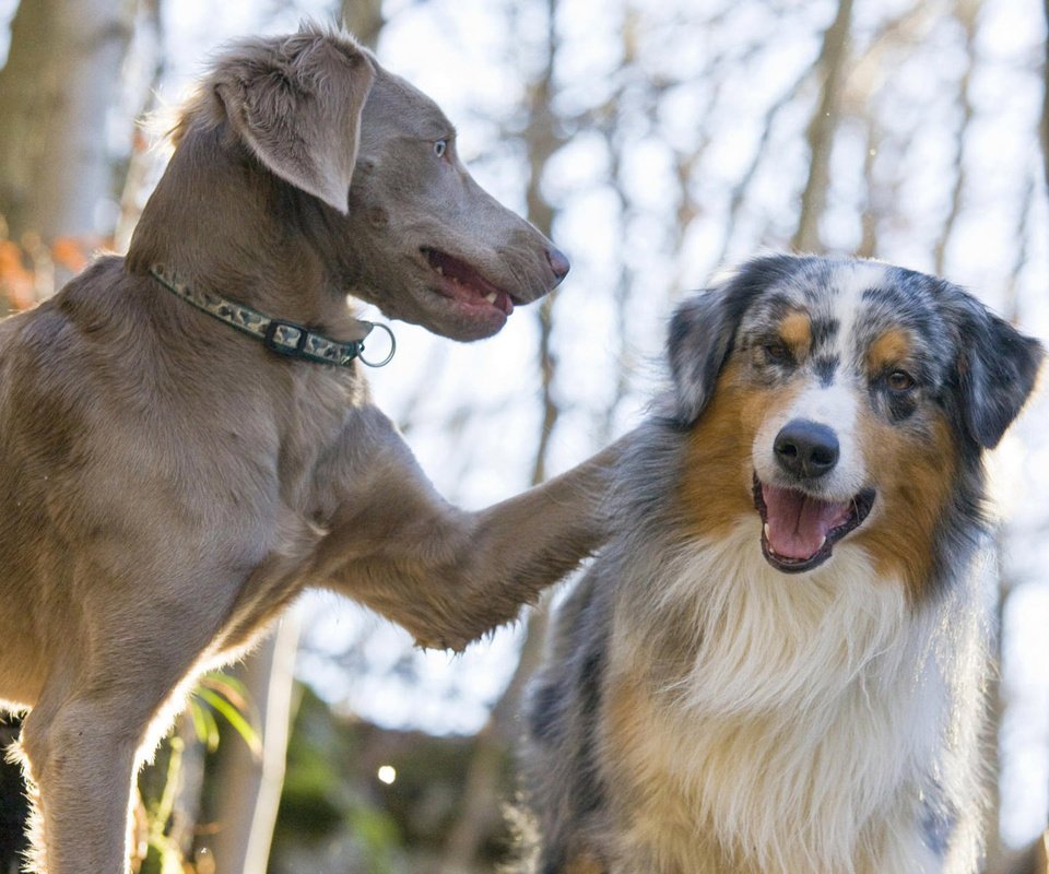 Обои пара, лабрадор, собаки, австралийская овчарка, pair, labrador, dogs, australian shepherd разрешение 1920x1200 Загрузить