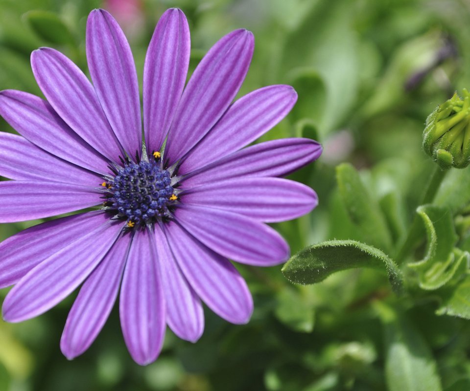 Обои цветок, лепестки, остеоспермум, африканская ромашка, flower, petals, osteospermum, african daisy разрешение 1920x1200 Загрузить