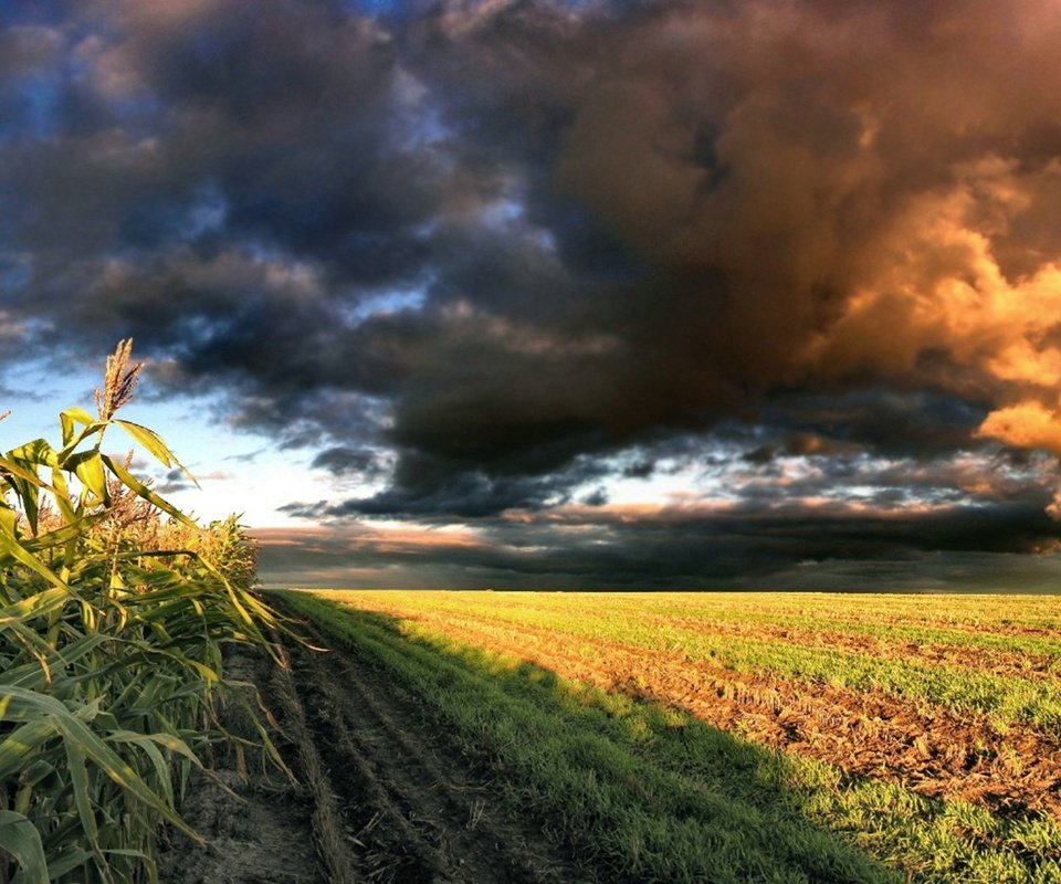 Обои небо, облака, природа, поле, кукуруза, the sky, clouds, nature, field, corn разрешение 1920x1080 Загрузить