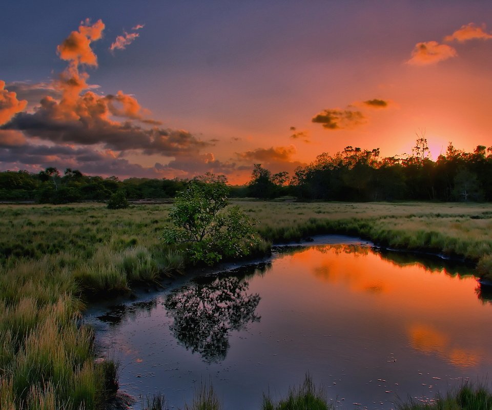 Обои трава, вода, природа, дерево, закат, отражение, лужа, grass, water, nature, tree, sunset, reflection, puddle разрешение 1920x1080 Загрузить