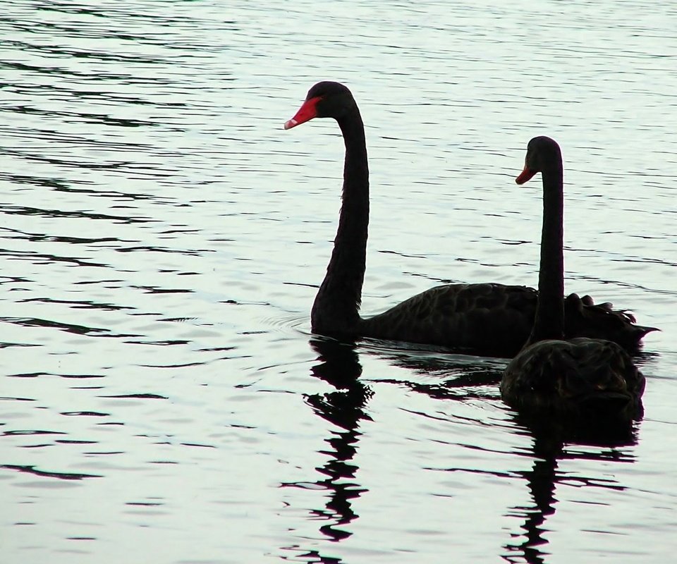 Обои вода, птицы, лебедь, черный лебедь, water, birds, swan, black swan разрешение 1920x1200 Загрузить