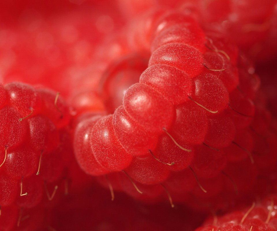 Обои макро, малина, ягода, спелая, ягоды, красная малинка, macro, raspberry, berry, ripe, berries, red raspberry разрешение 1920x1200 Загрузить
