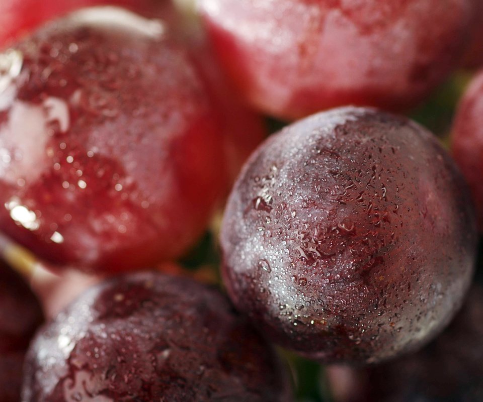 Обои виноград, капли, крупным планом, красный виноград, grapes, drops, closeup, red grapes разрешение 1920x1200 Загрузить