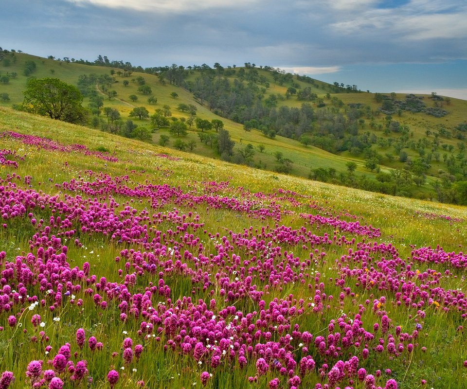 Обои холмы, простор, фиолетовый луг, hills, space, violet meadow разрешение 1920x1080 Загрузить