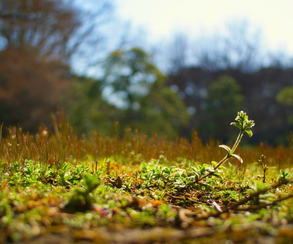 Обои природа, растения, мох, nature, plants, moss разрешение 1920x1080 Загрузить