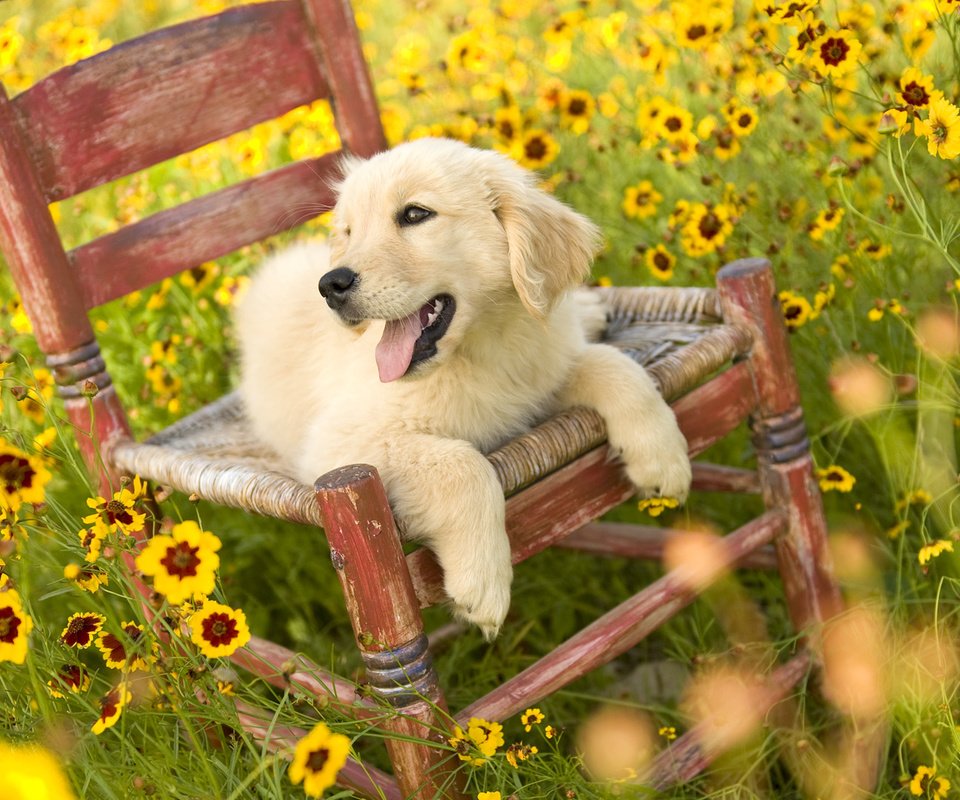 Обои цветы, природа, поле, собака, стул, щенок, золотистый ретривер, flowers, nature, field, dog, chair, puppy, golden retriever разрешение 1920x1080 Загрузить
