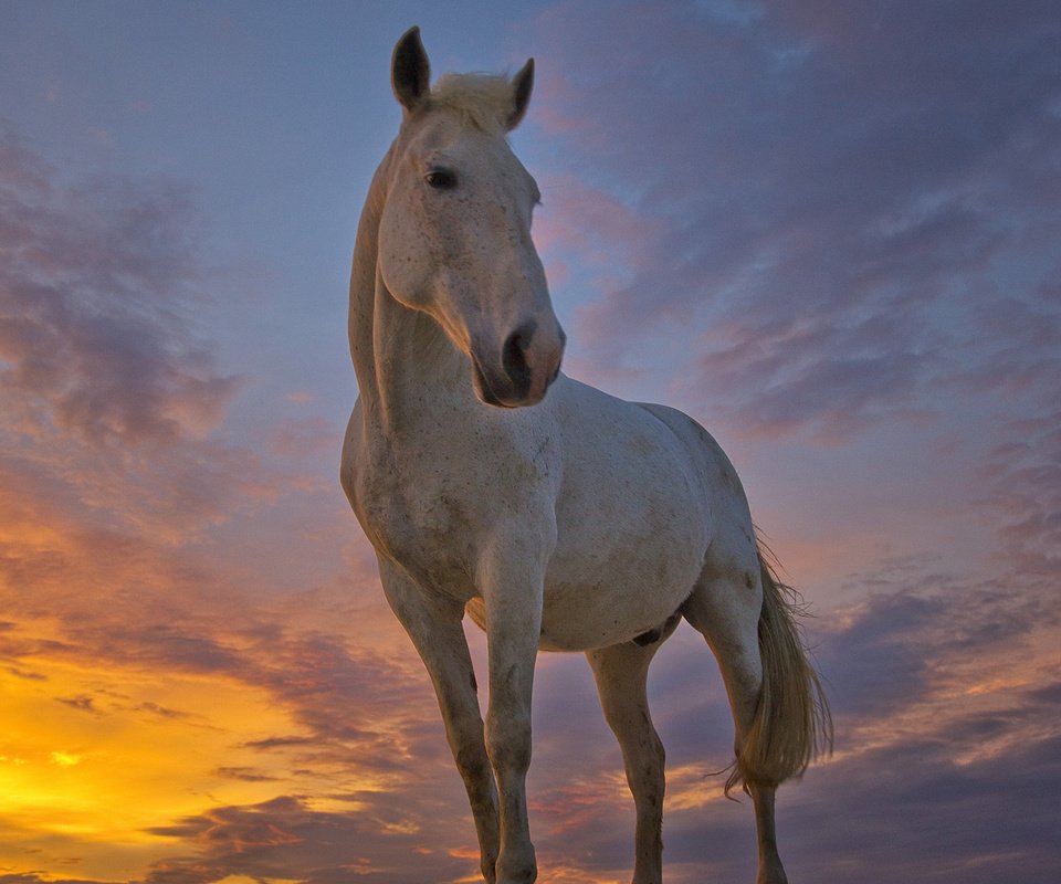 Обои лошадь, horse разрешение 1920x1080 Загрузить