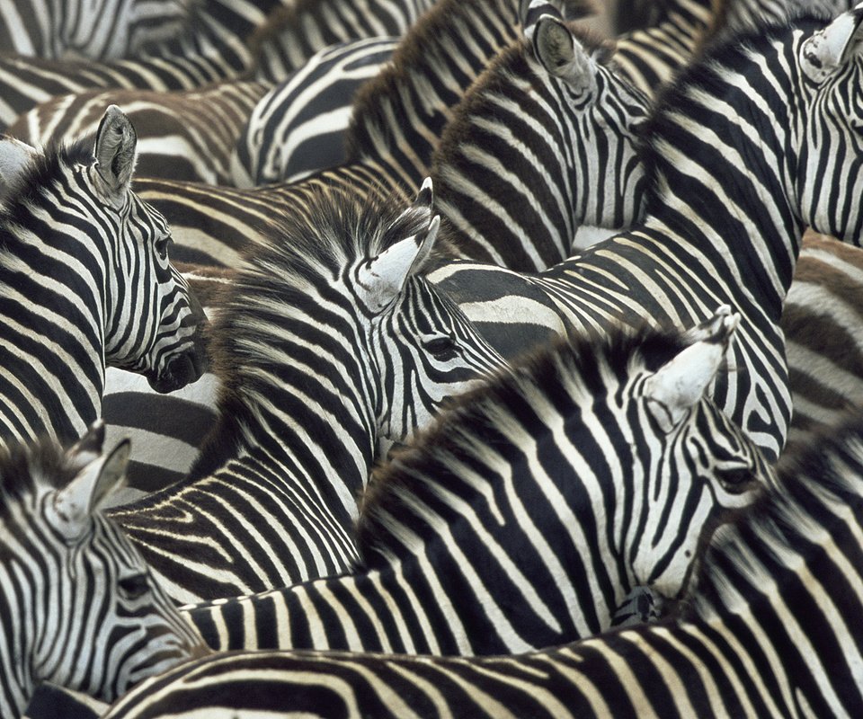 Обои зебры, zebra разрешение 1920x1080 Загрузить